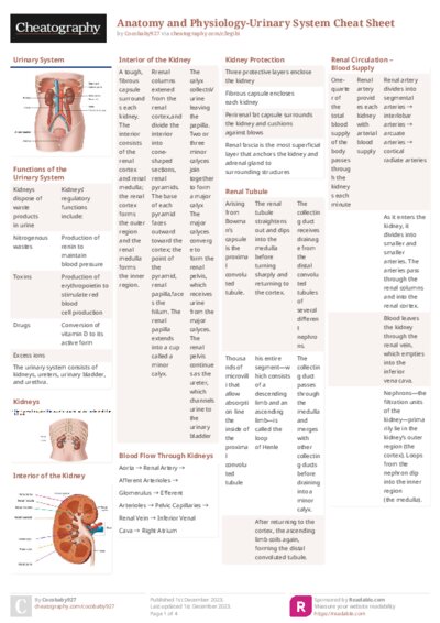 Anatomy and Physiology-Urinary System Cheat Sheet