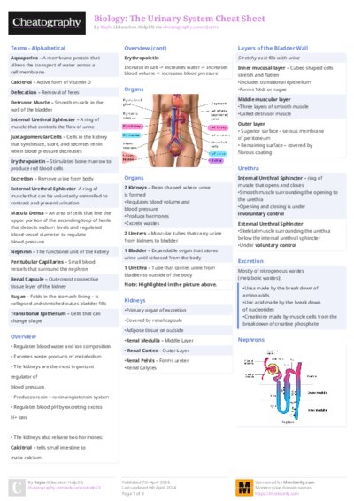 Biology: The Urinary System Cheat Sheet