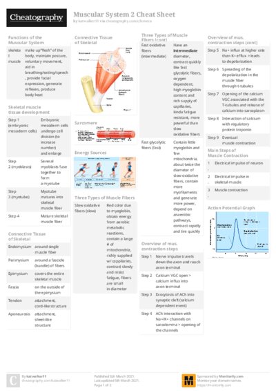 Muscular System 2 Cheat Sheet